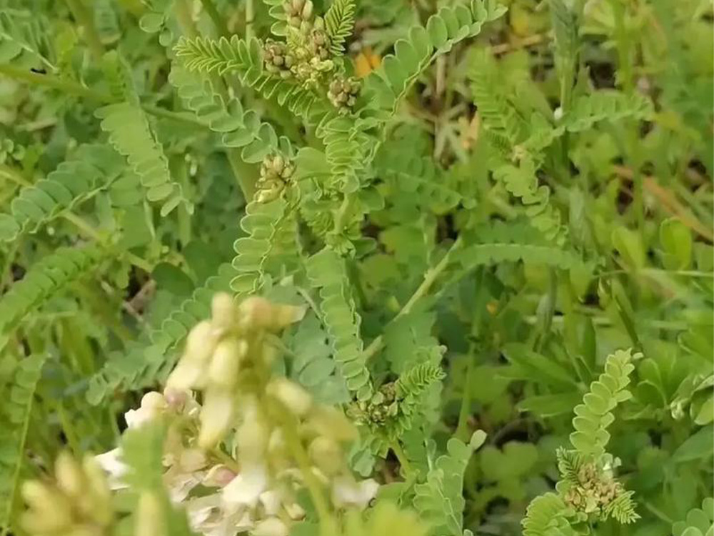 种植基地