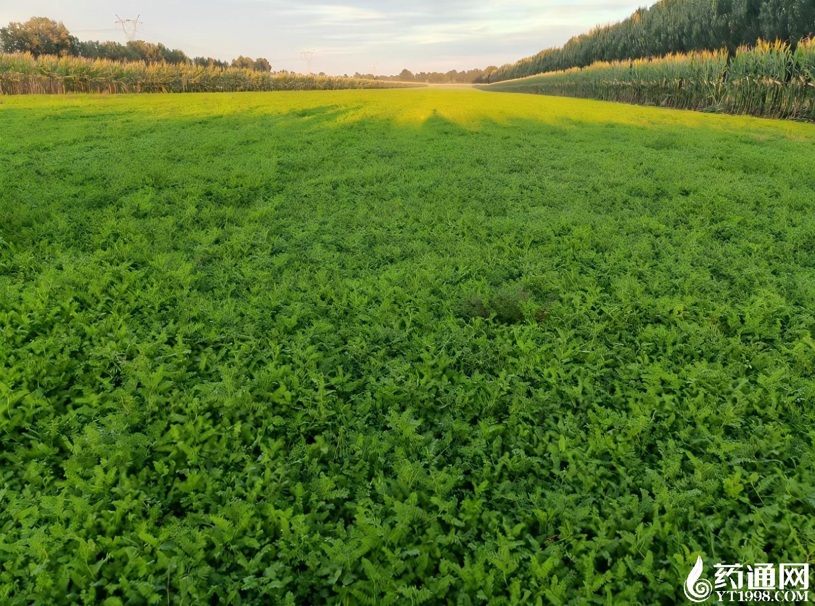 产区万里行之通辽开鲁黄芪